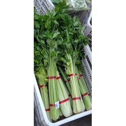 蔬菜捆扎機(jī)，小型扎把機(jī)，蒜苔捆扎，蒜苔束帶，昆勁小型捆扎機(jī)